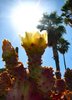 Arizona_Catcus_Flower_Sun_Explosion_2__soul-amp