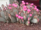 Scottsdale 09,10 070