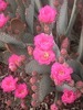 Scottsdale 09,10 072