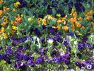 flower013