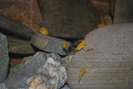 puiuti de labidochromis caeruleus