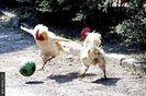 funny_2thumbnail