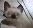 pussy_2_031