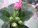 DSC04552