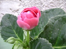 DSC04553