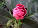 DSC04547