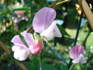 DSC07549