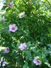 DSC07554