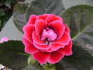 DSC04559