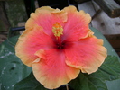 DSC04567