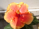 DSC04565