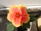 DSC04566