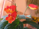 gloxinia Bolivian Sunset