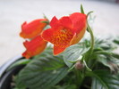 gloxinia Bolivian Sunset
