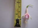 Fucsia Whiteknight Pearl - floare 25 iul 2010