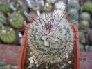 Mammillaria bombicina