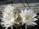 Echinopsis calochlorum - flori 22.07