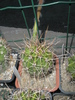 Echinopsis de la Sica - 23.07