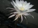 Echinopsis - doar petalele de jos sunt mai roz