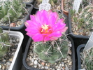 Thelocactus bicolor - 23.07