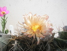 Astrophytum senilis- floare 21.07