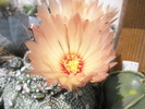 Astrophytum asterias cu cap monstruos - flori 21.07