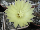 Frailea mamilaris - floare