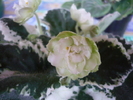 Cool Mint