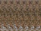stereograms 027