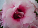 DSC03133