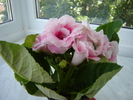 DSC03135