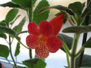 Kohleria Beethoven 8