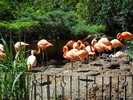"turma" de flamingo