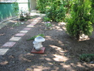 Poze flori 020