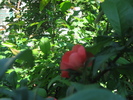 Poze flori 023