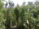 230720105677