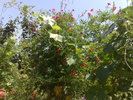 Cardinal Climber