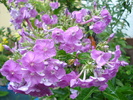 Phlox 27072010
