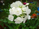DSC07875