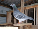 SL272983