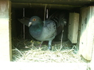 porumbitza 2007