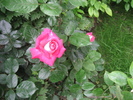Poze flori 044