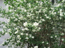 Poze flori 045