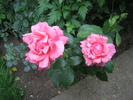 Poze flori 046