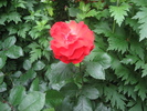 Poze flori 048