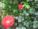 Poze flori 049