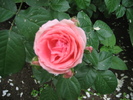 Poze flori 050