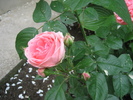Poze flori 051