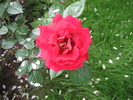 Poze flori 053