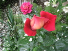 Poze flori 054